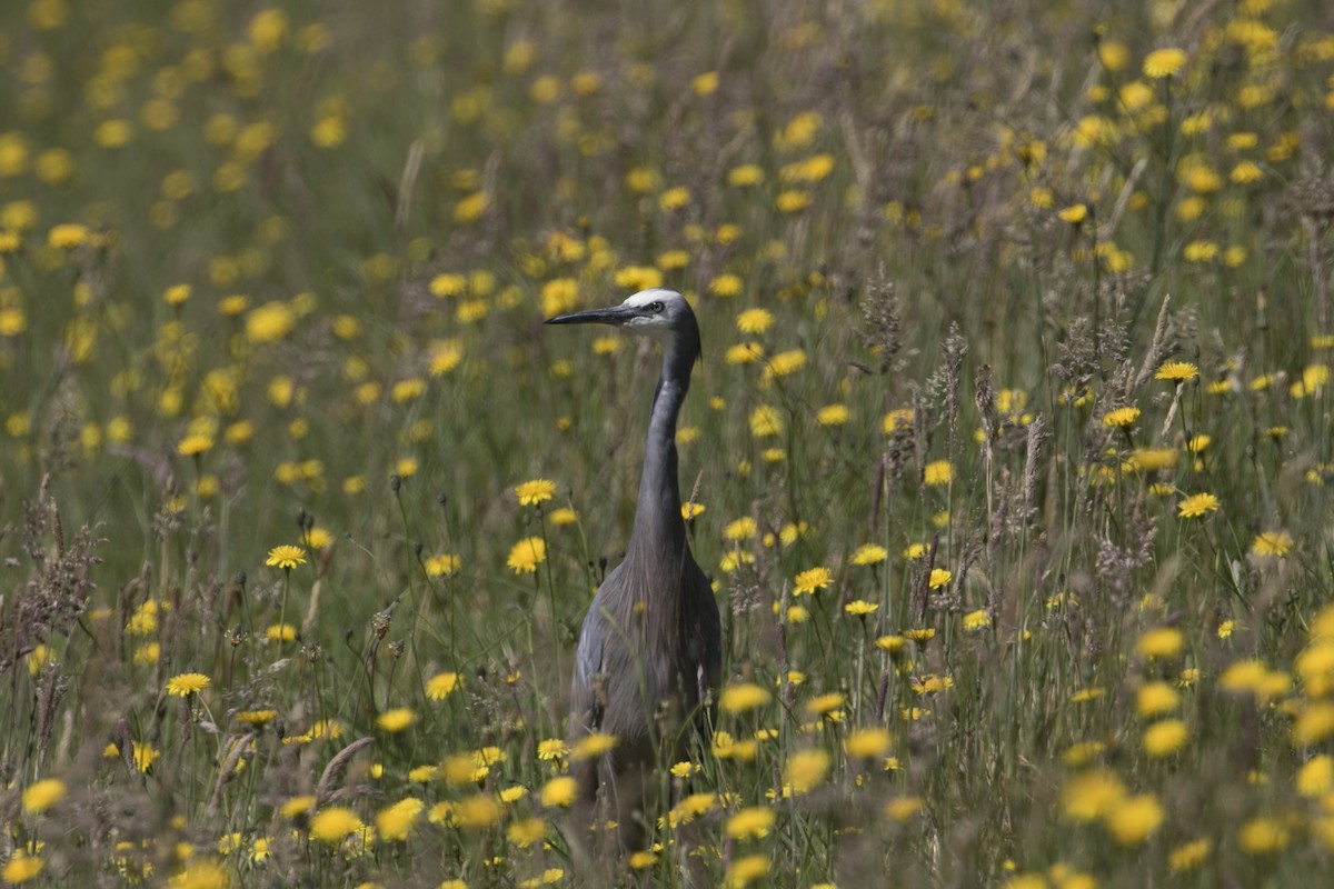 hvitmaskehegre - ML647584362