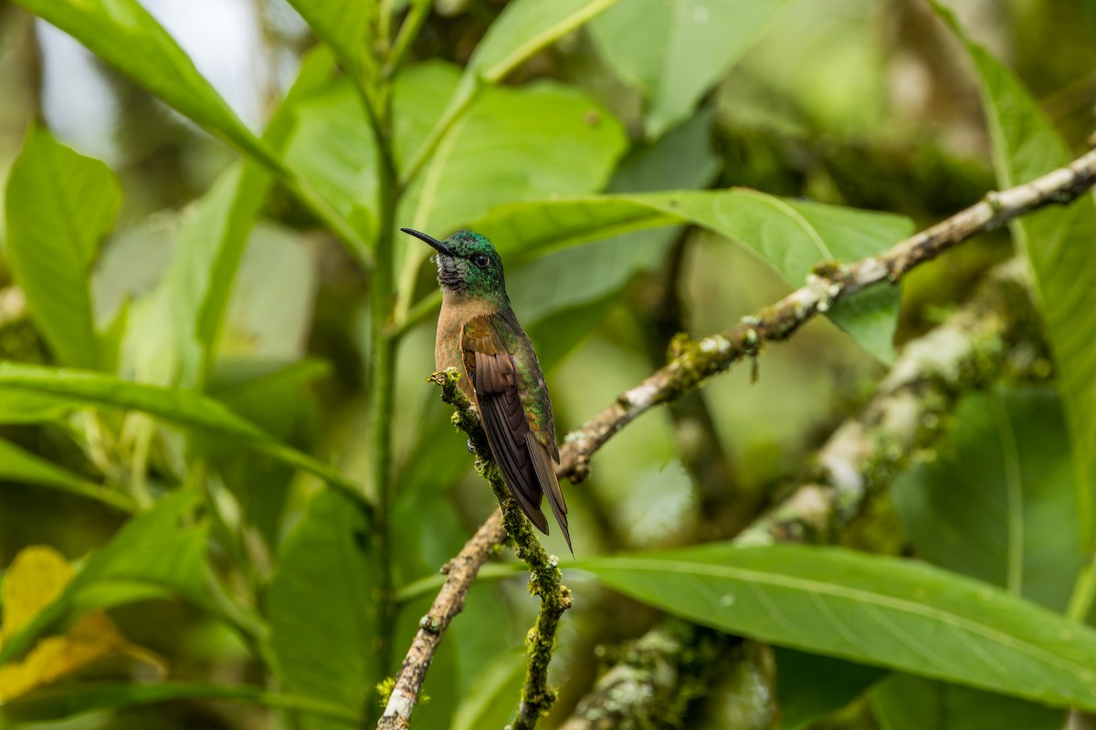 brunbrystbriljant - ML647584363