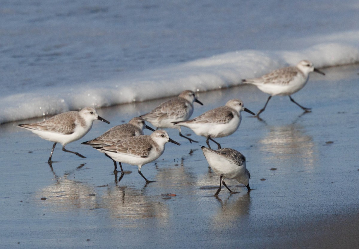 sandløper - ML647584365