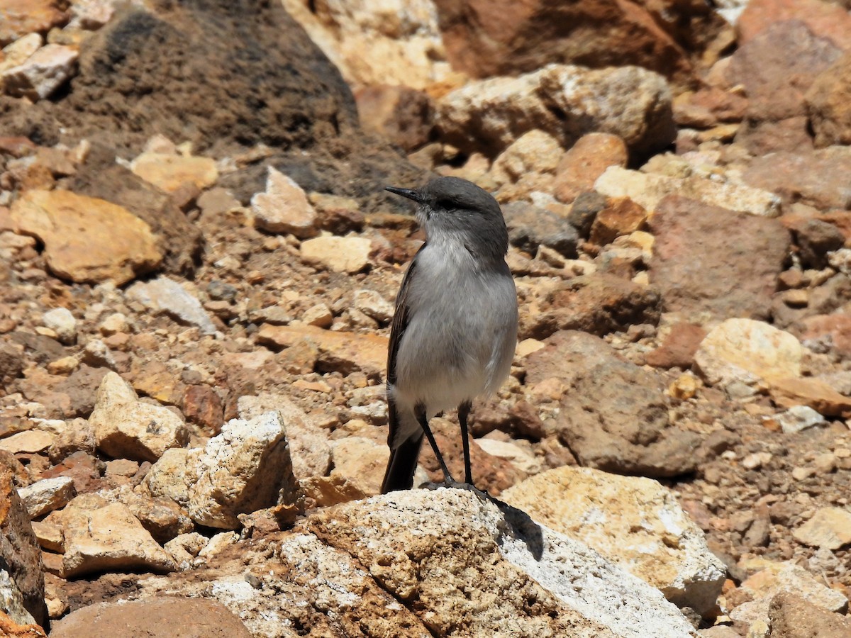 gråmarktyrann - ML647584367