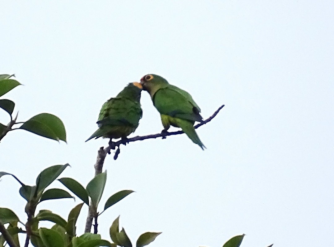 gullpanneparakitt - ML647584370