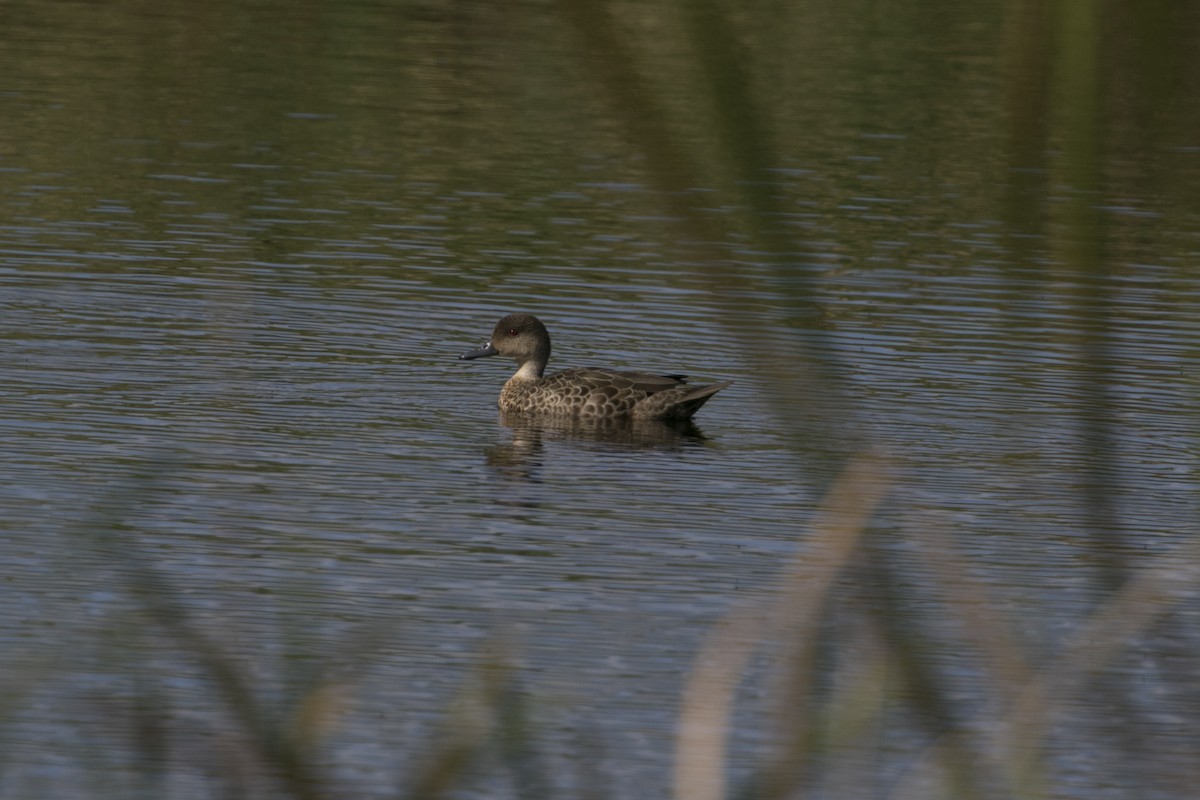 stripeand - ML647584371