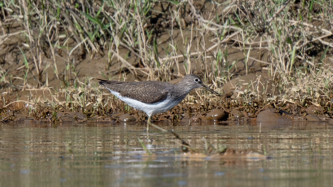 skogsnipe - ML647584373