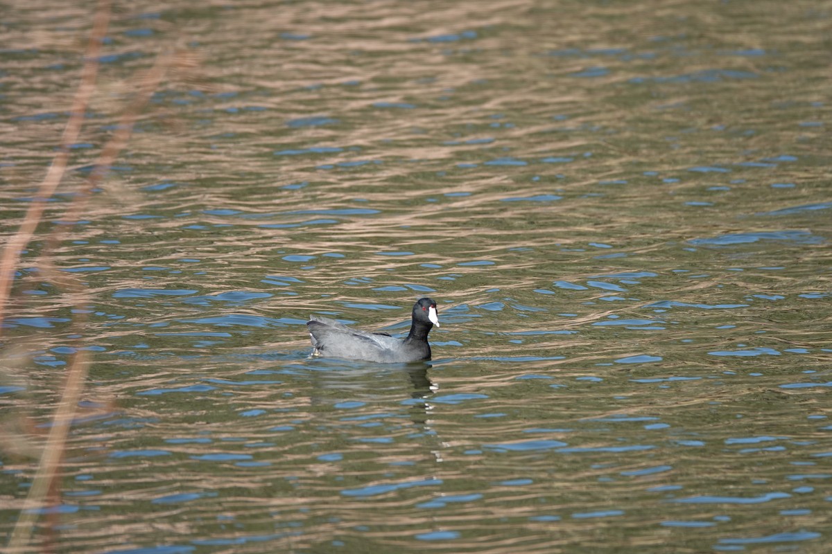 amerikasothøne - ML647584375