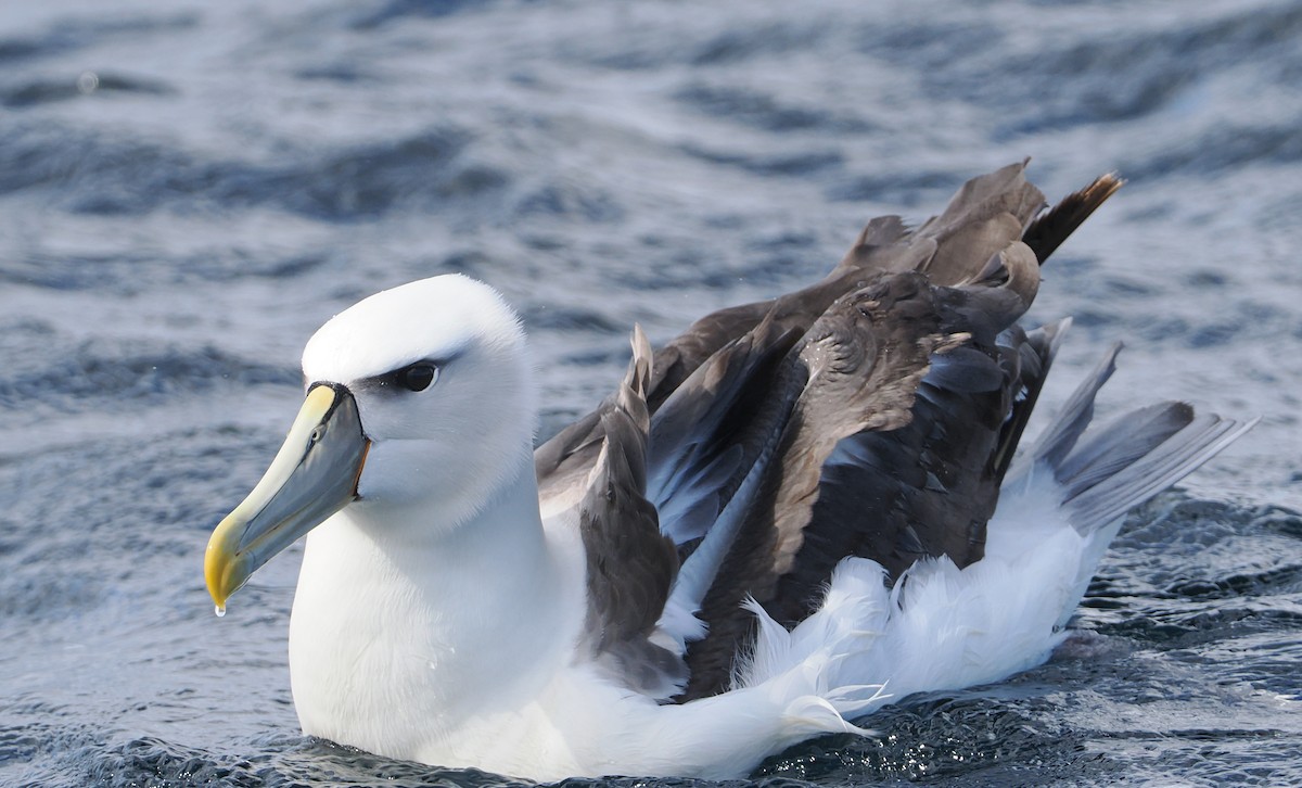 svartflekkalbatross - ML647584377