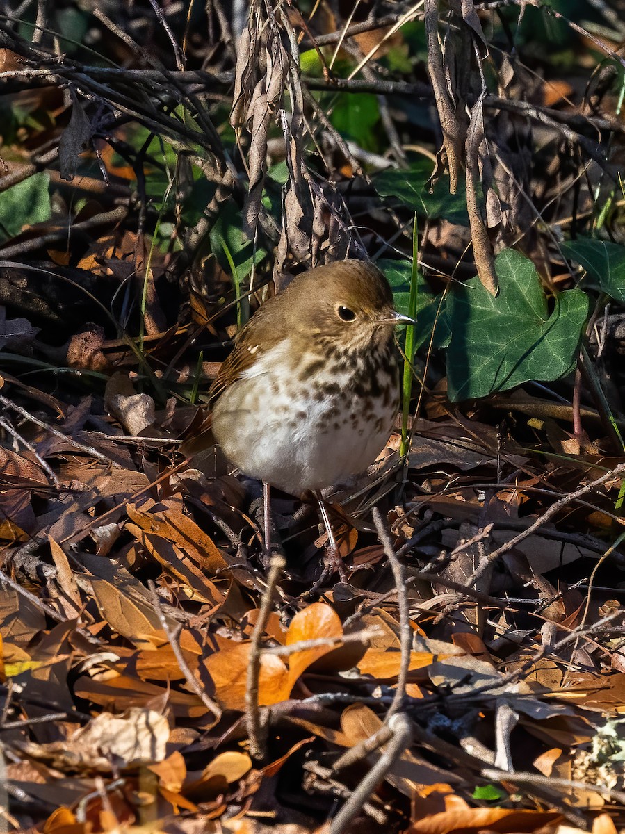 eremittskogtrost - ML647584378