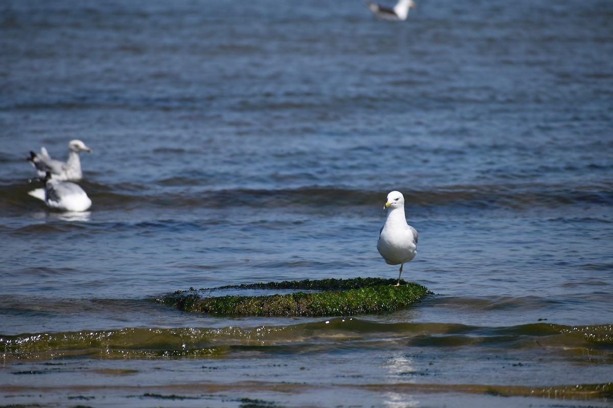 ringnebbmåke - ML647584379