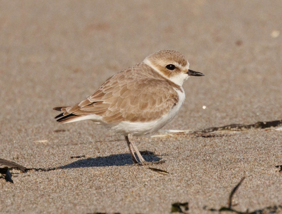 snølo - ML647584382