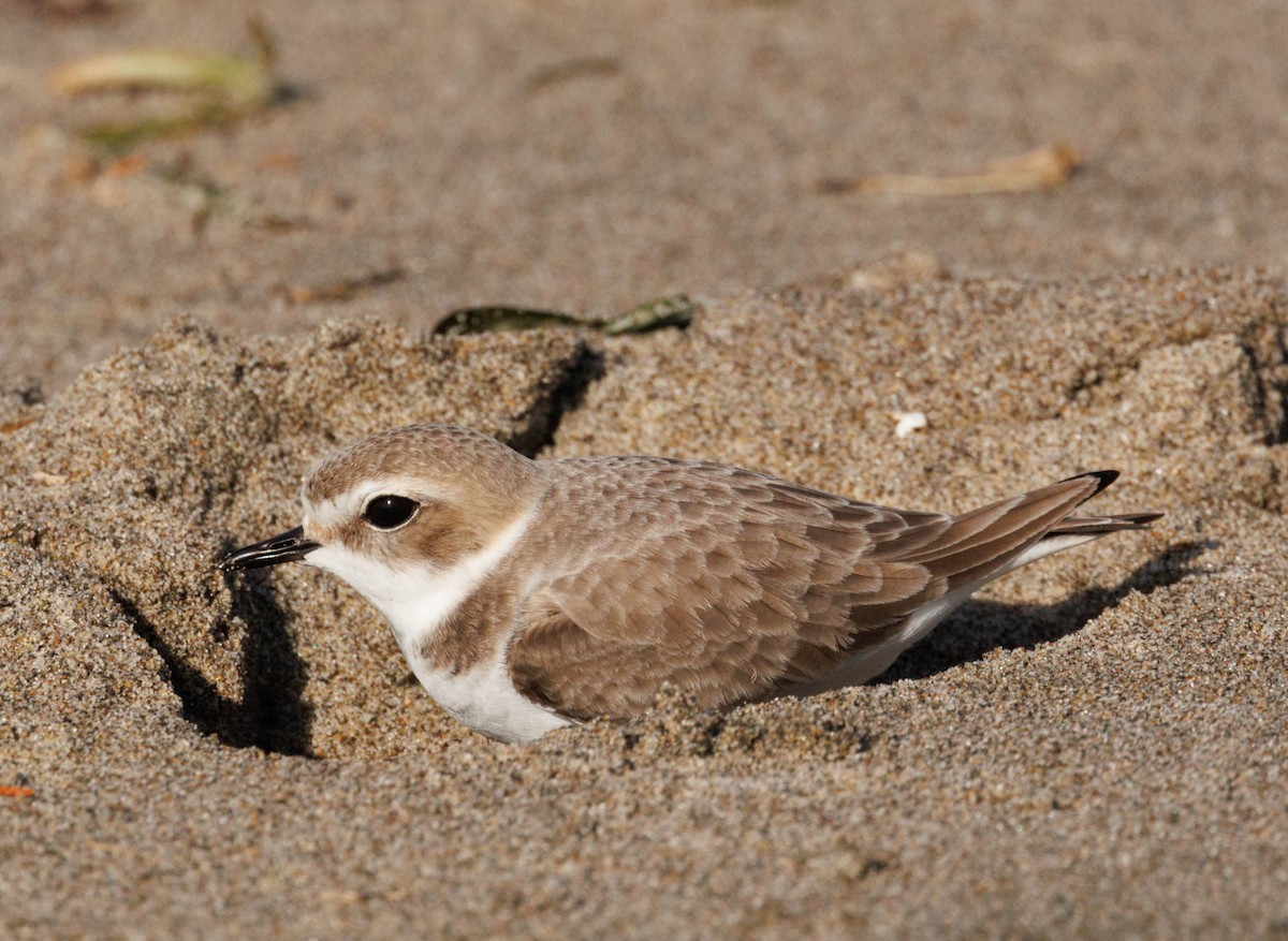 snølo - ML647584383