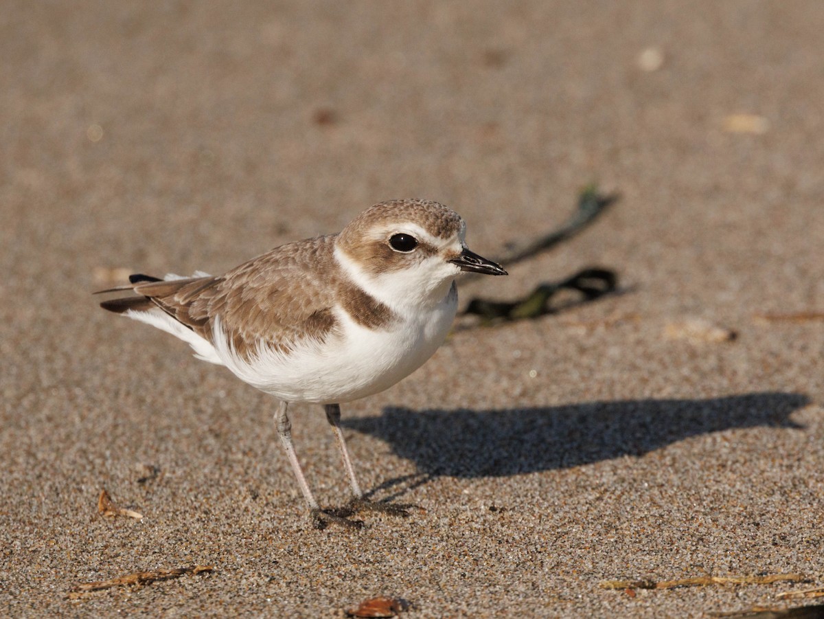 snølo - ML647584384