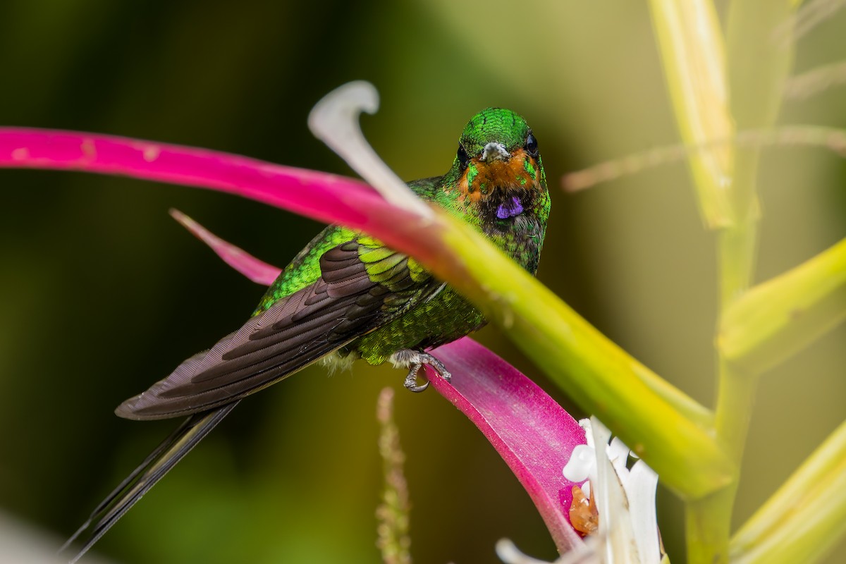 Empress Brilliant - ML647584389