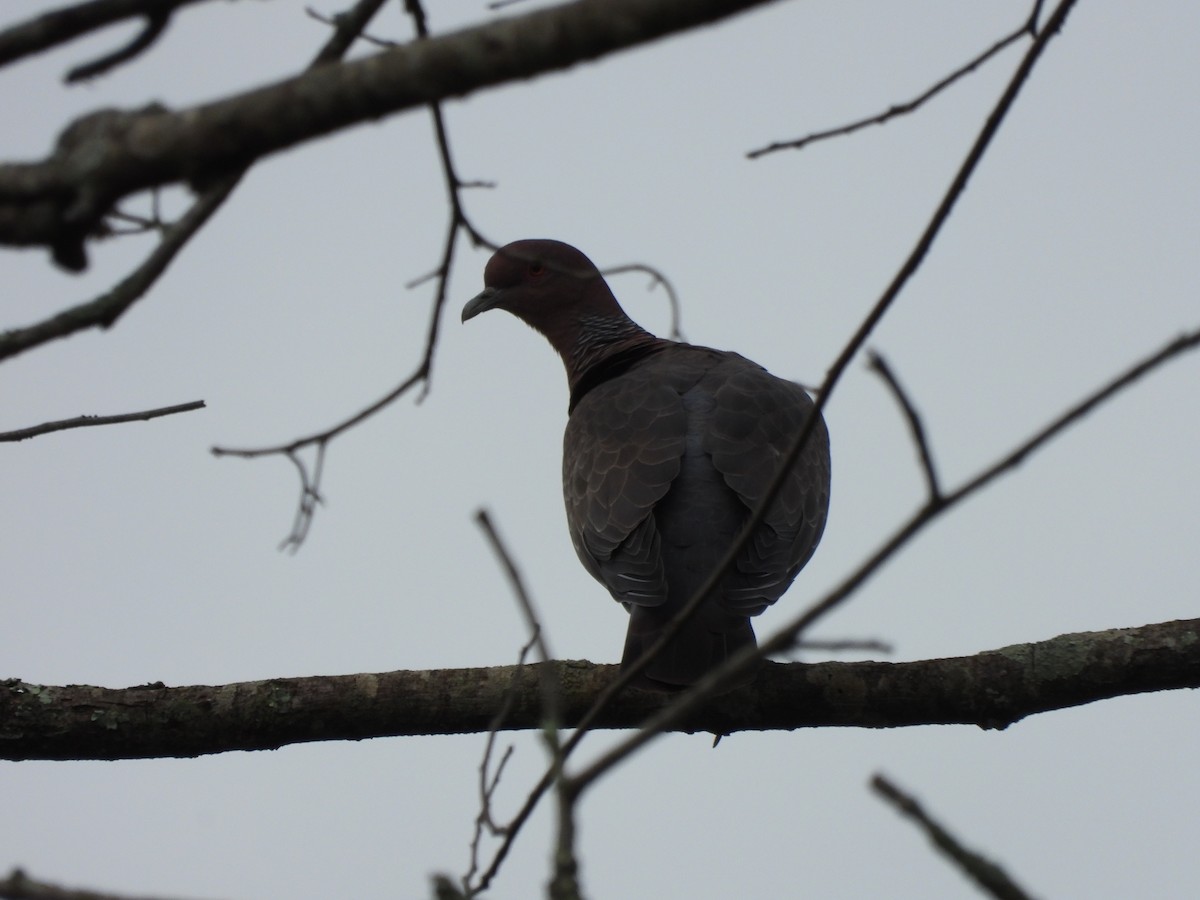 Голуб аргентинський - ML647584393