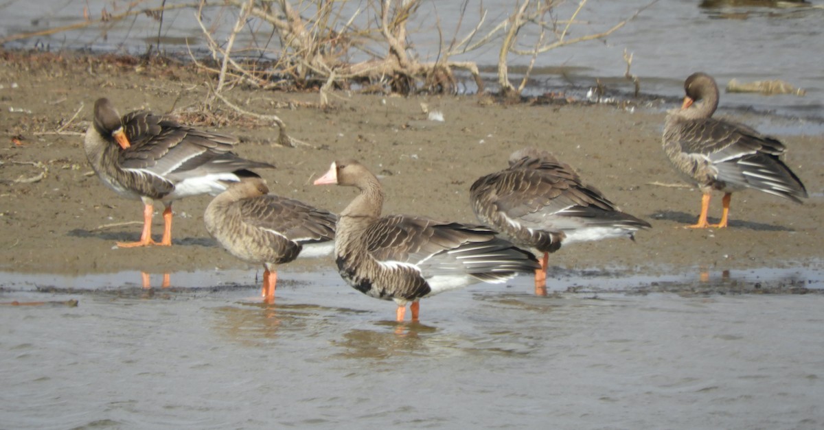 Antzara muturzuria - ML647584394