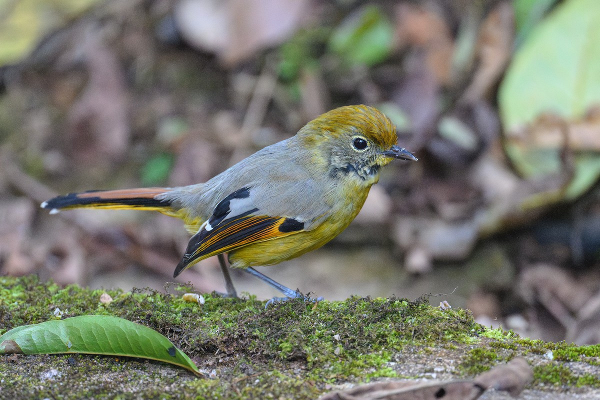 ノドジマコバシチメドリ - ML647584435