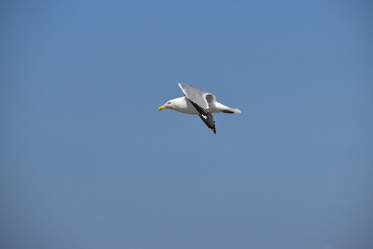 アメリカセグロカモメ - ML647584436