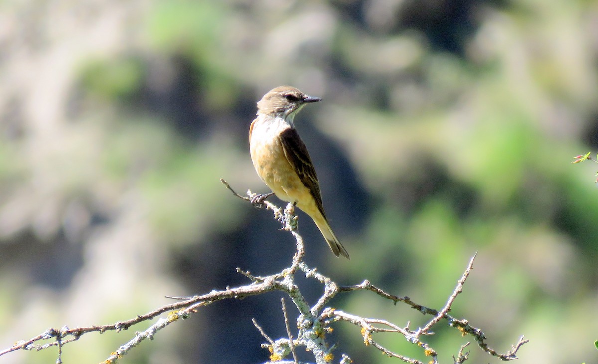 ヤブタイランチョウ - ML647584437