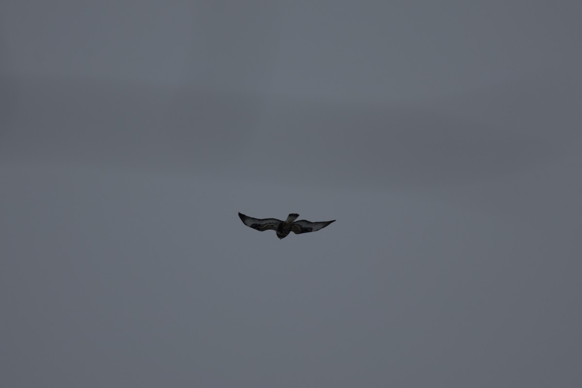 ケアシノスリ - ML647584440