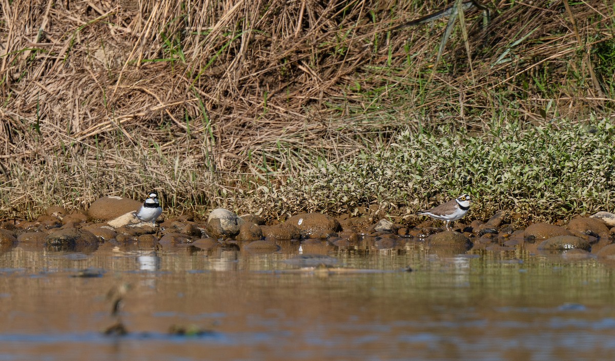 コチドリ - ML647584441
