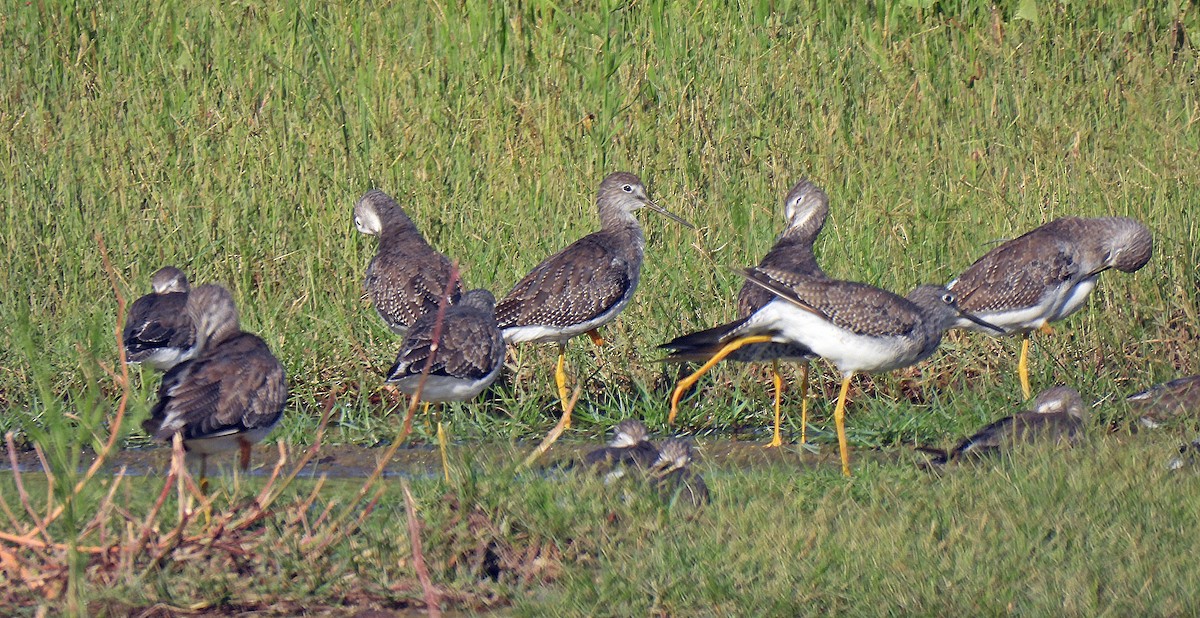 オオキアシシギ - ML647584442