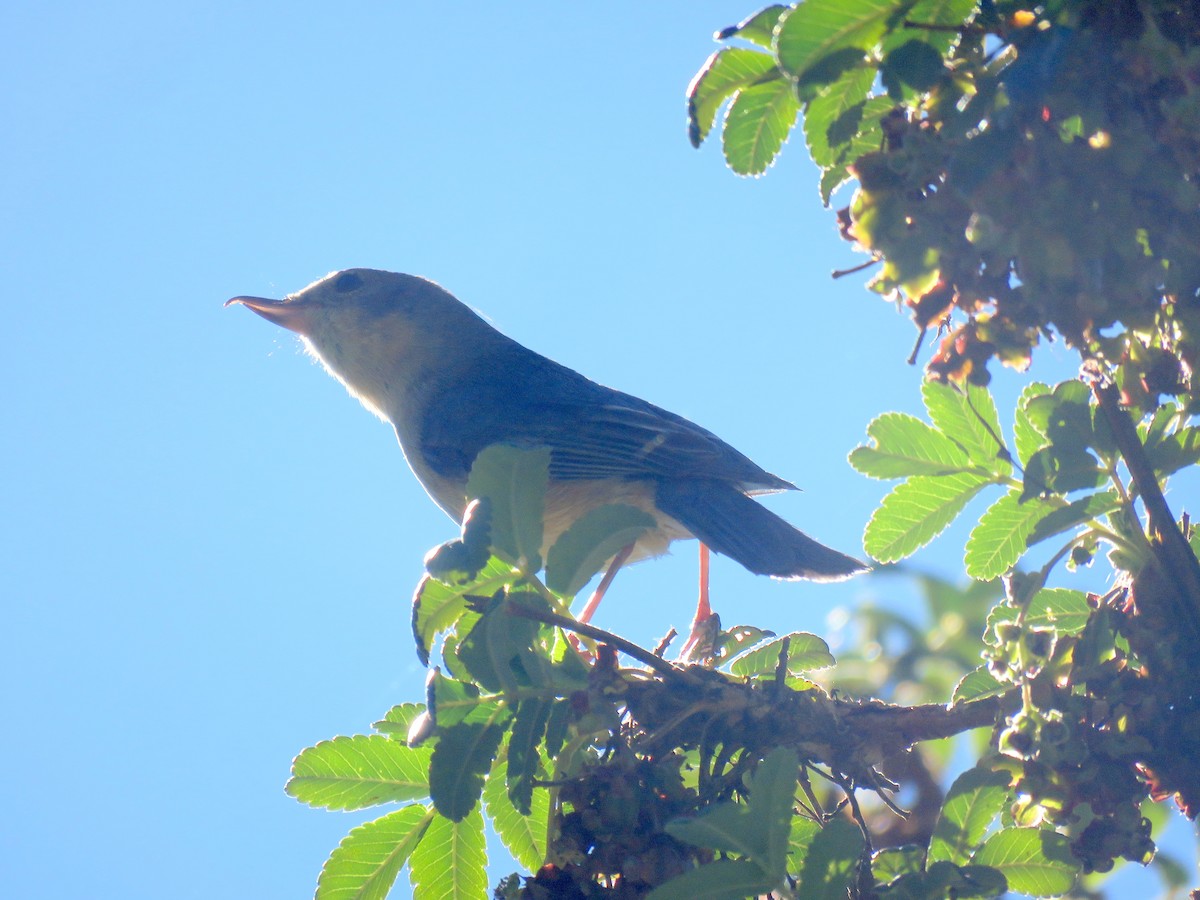 ムネアカハナサシミツドリ - ML647584443