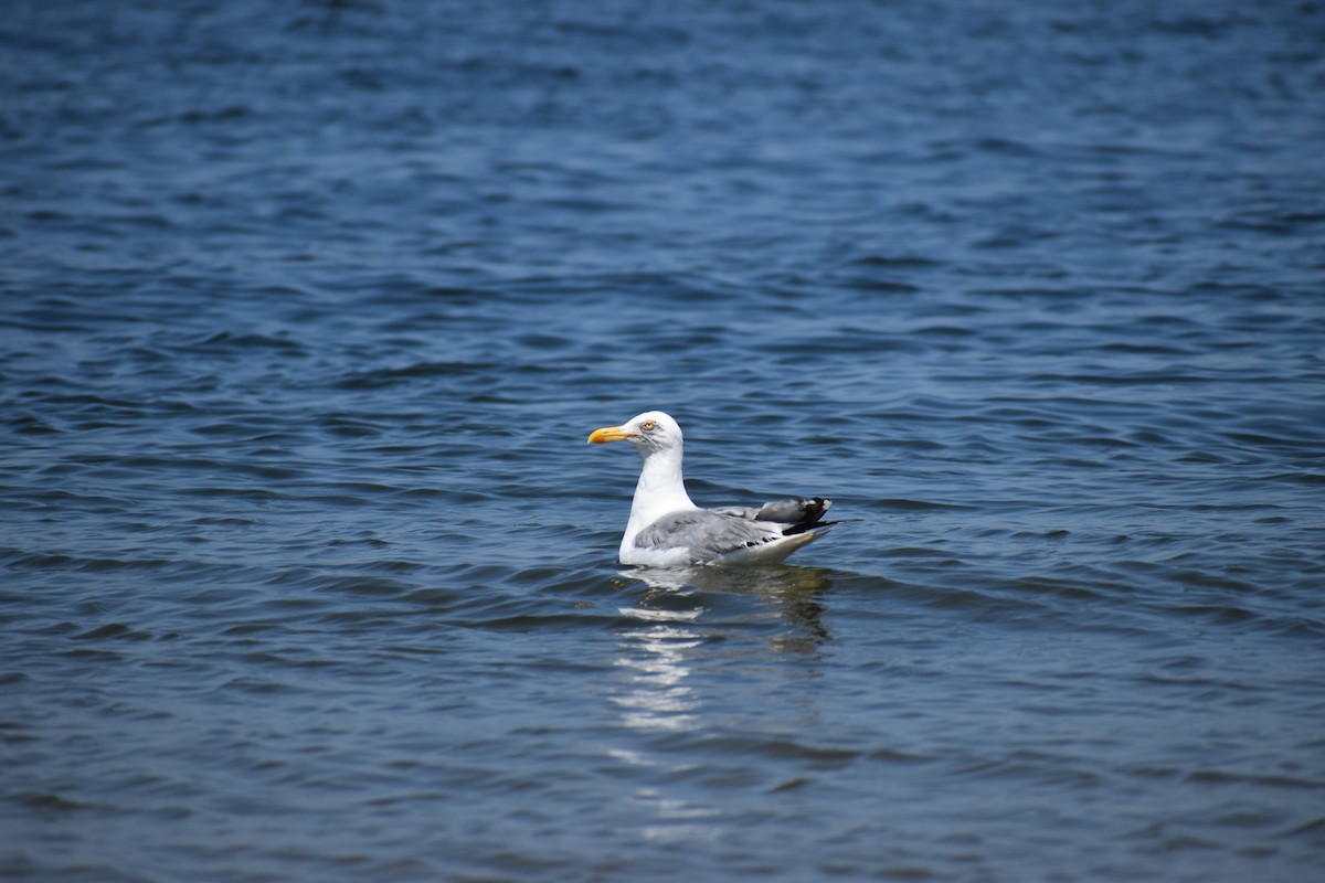 アメリカセグロカモメ - ML647584444