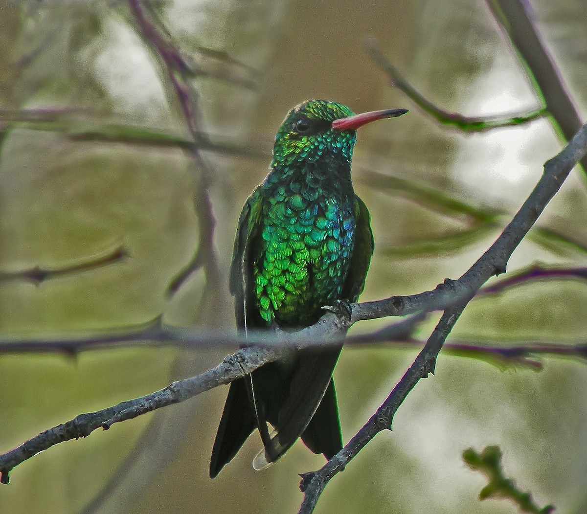 アオムネヒメエメラルドハチドリ - ML647584445