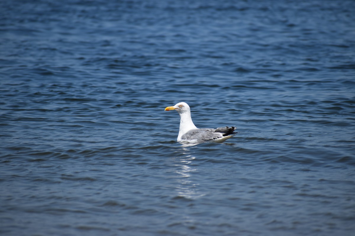 アメリカセグロカモメ - ML647584447