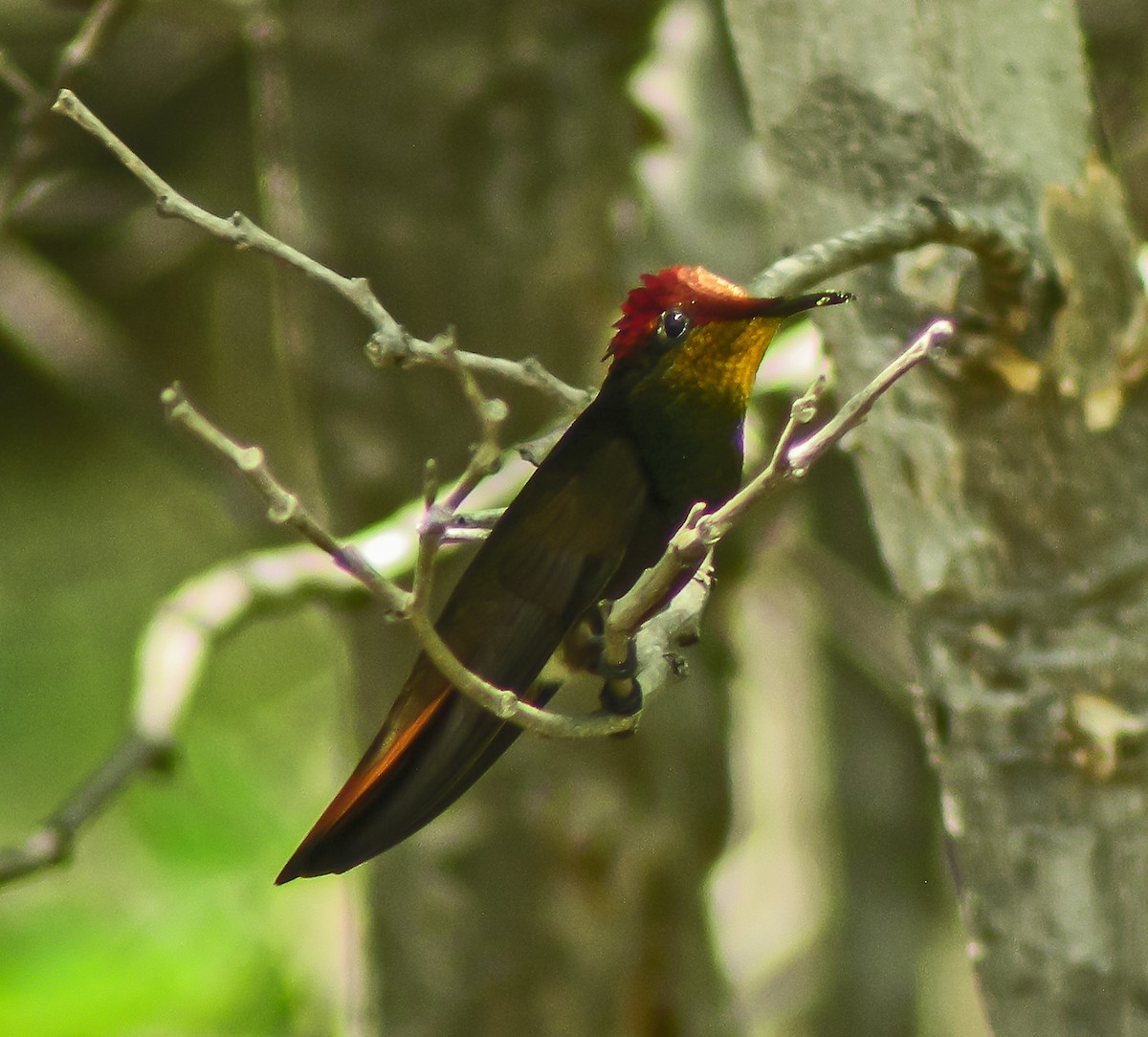 ルビートパーズハチドリ - ML647584450