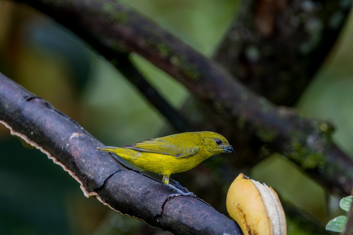 ハシブトスミレフウキンチョウ - ML647584452