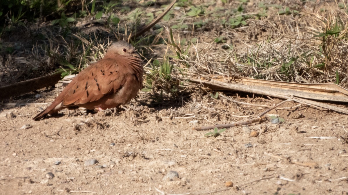 ケアシスズメバト - ML647584453