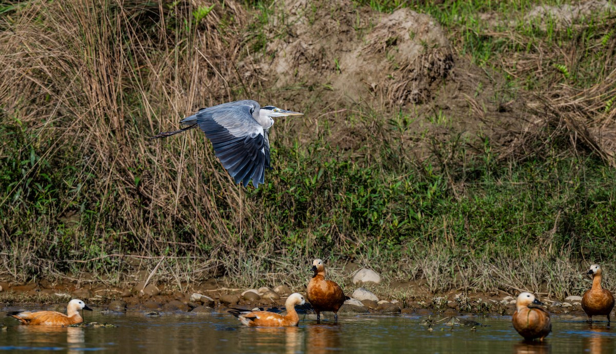 アオサギ - ML647584454