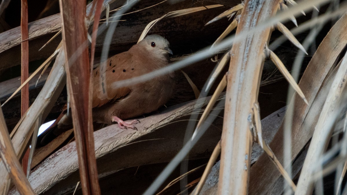 ケアシスズメバト - ML647584458