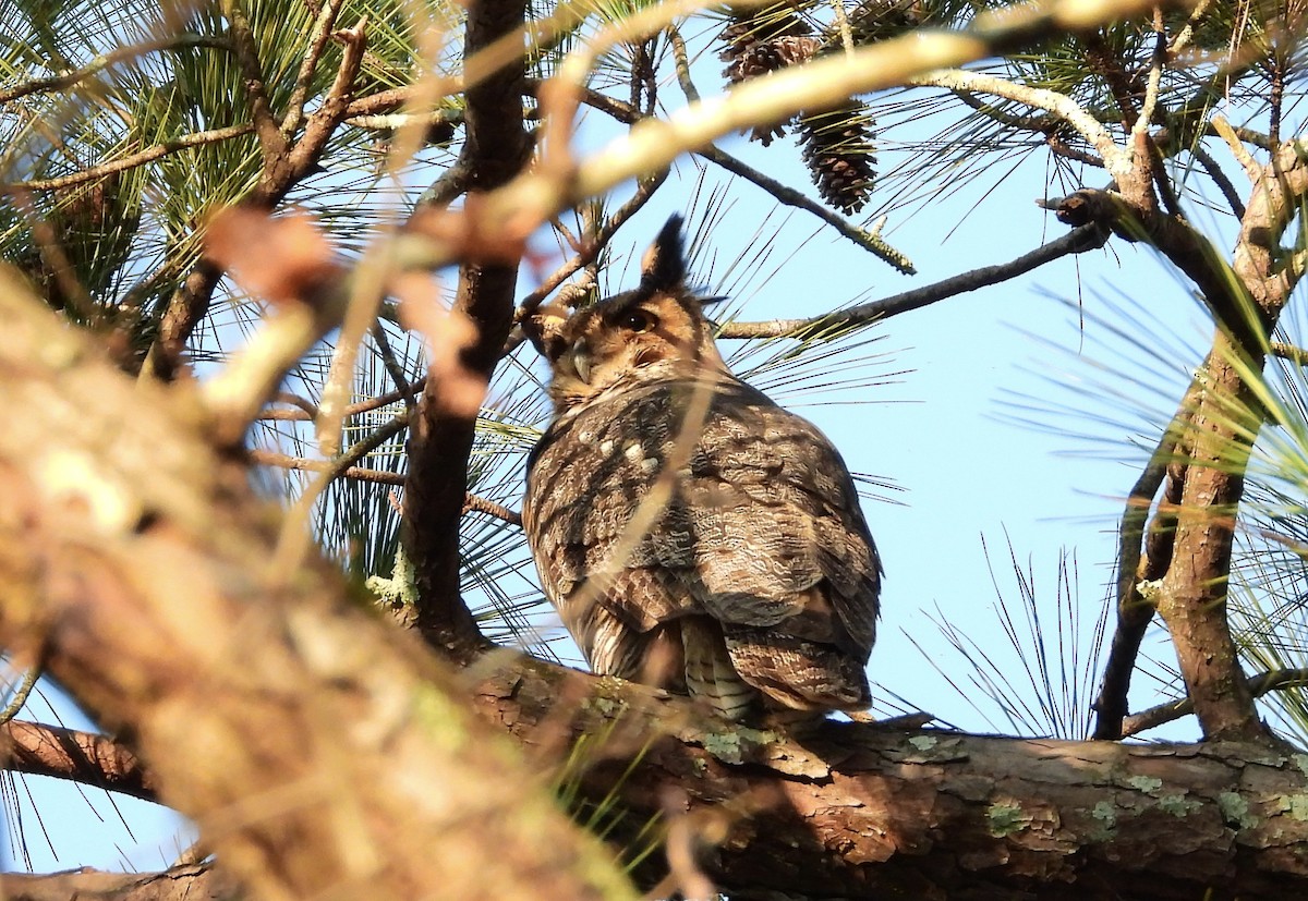 アメリカワシミミズク - ML647584461