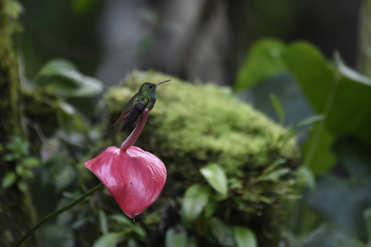 ハイバラエメラルドハチドリ - ML647584462