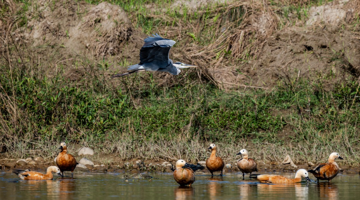 アオサギ - ML647584465