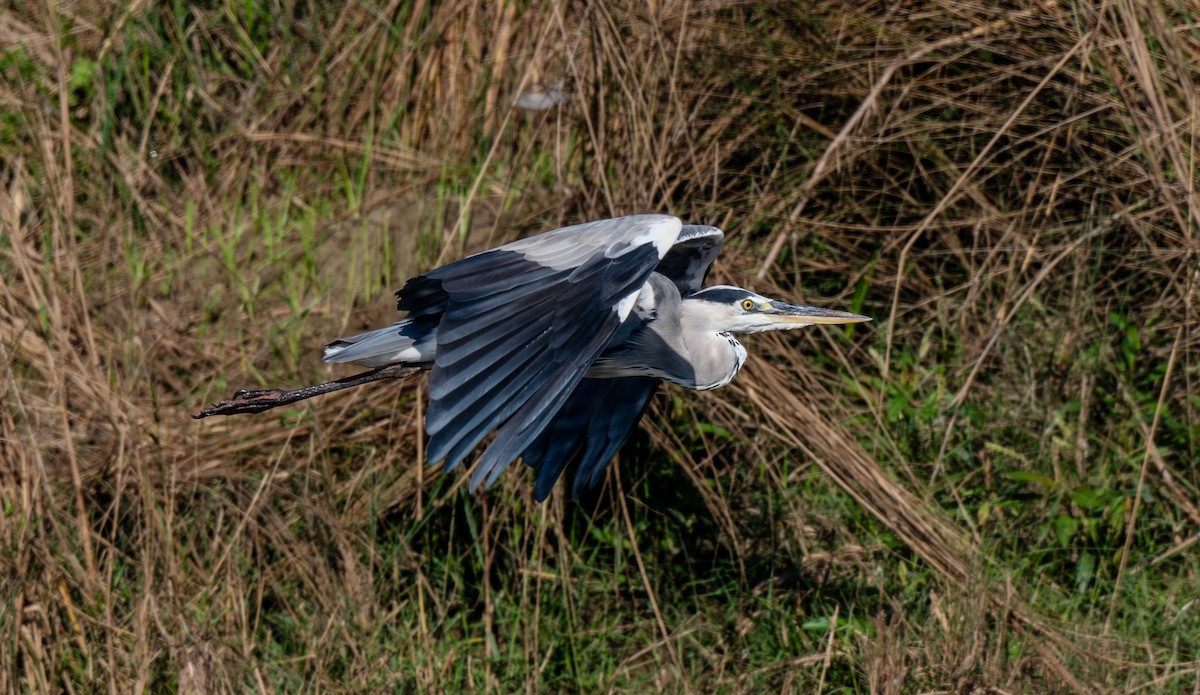 アオサギ - ML647584467