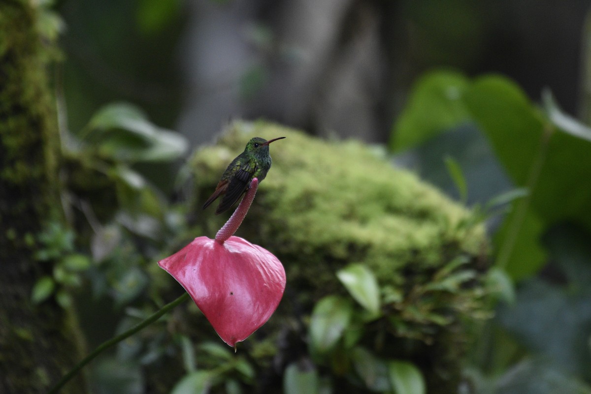 ハイバラエメラルドハチドリ - ML647584468