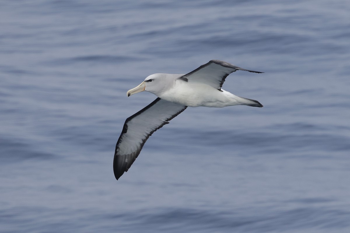 サルビンアホウドリ - ML647584469