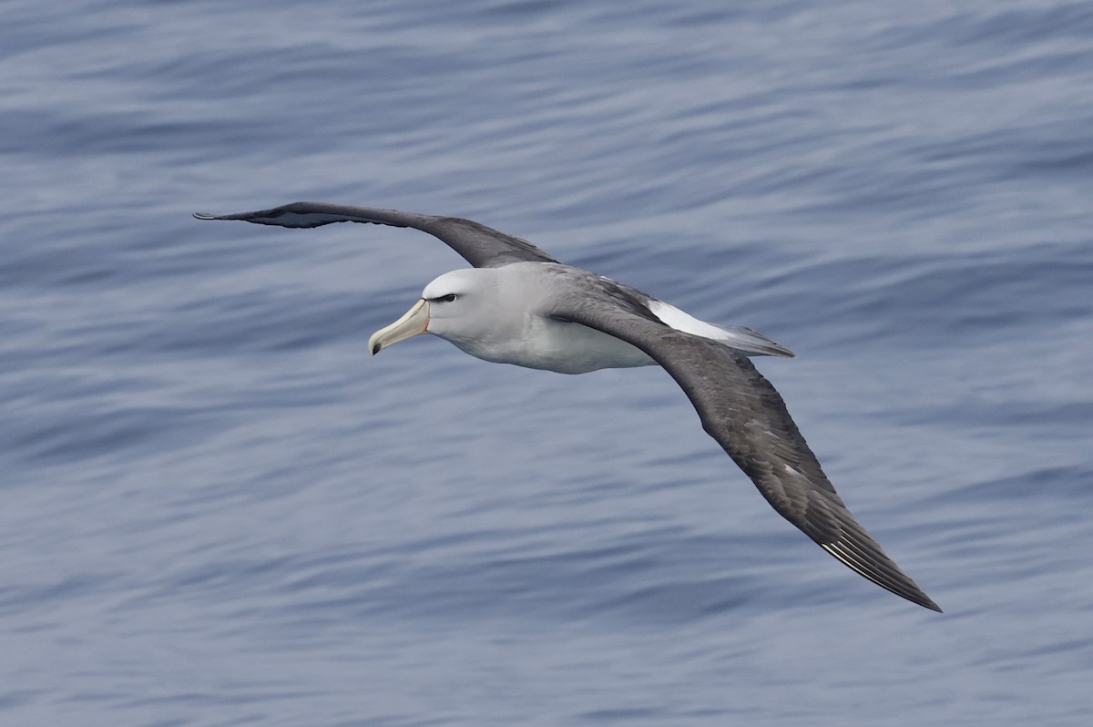 サルビンアホウドリ - ML647584470