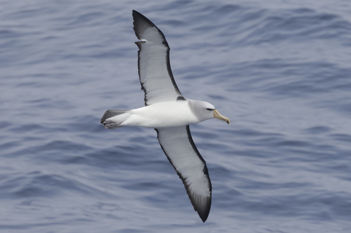 サルビンアホウドリ - ML647584471