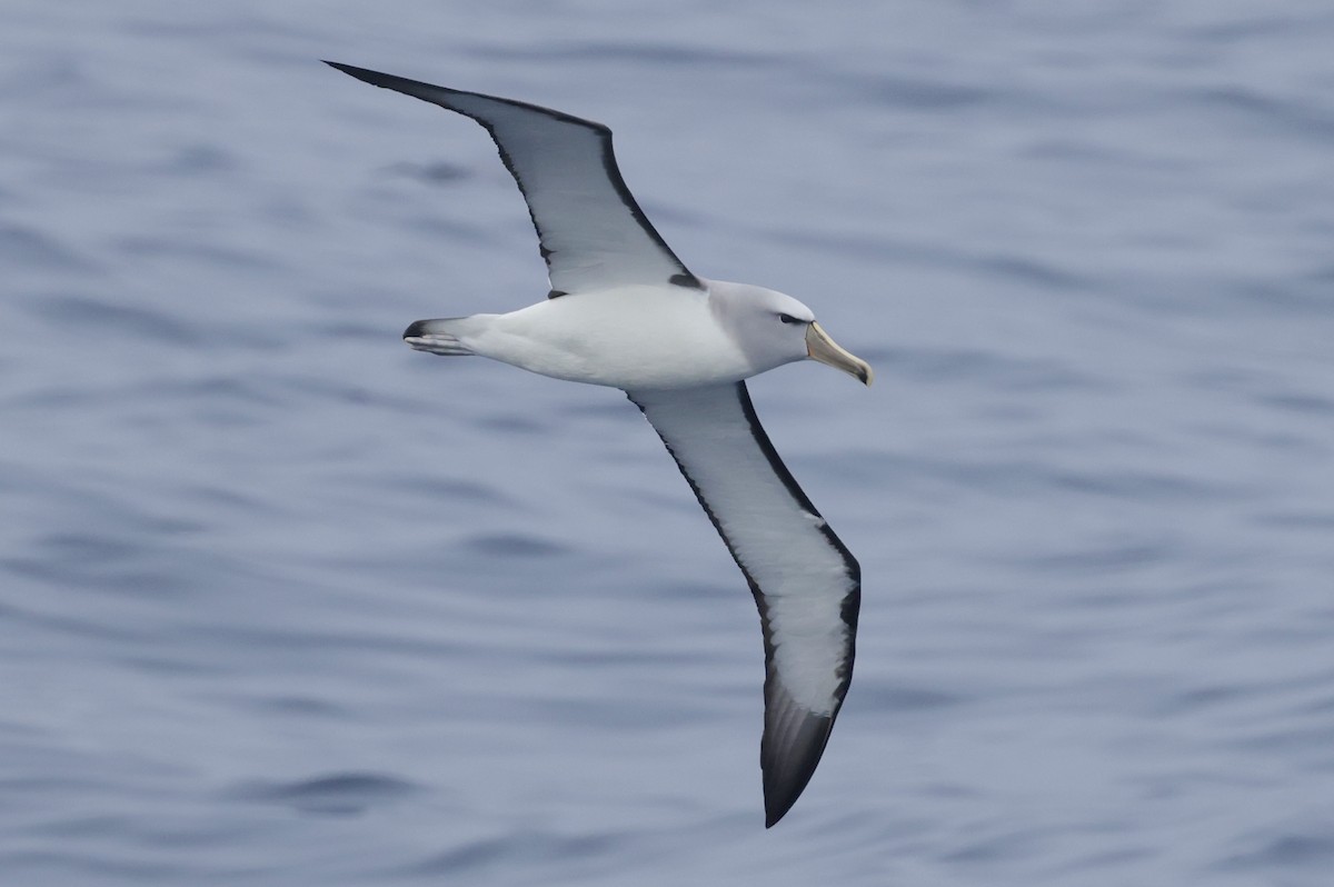 サルビンアホウドリ - ML647584472