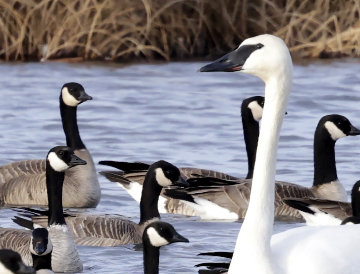 ナキハクチョウ - ML647584474