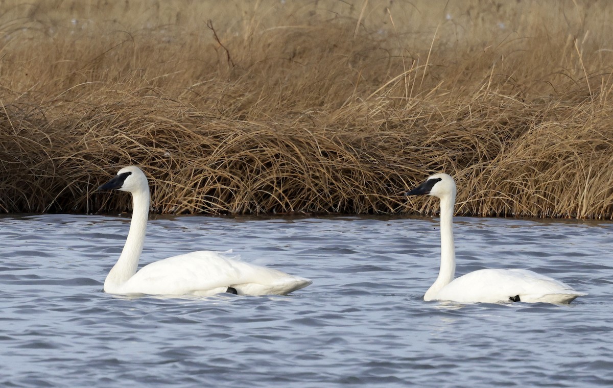 ナキハクチョウ - ML647584475