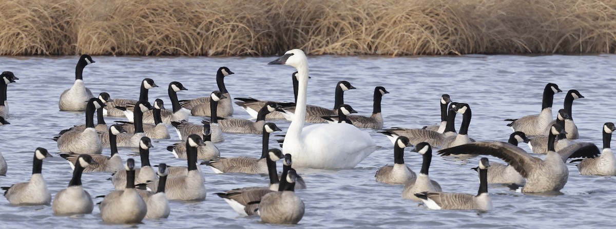 ナキハクチョウ - ML647584476