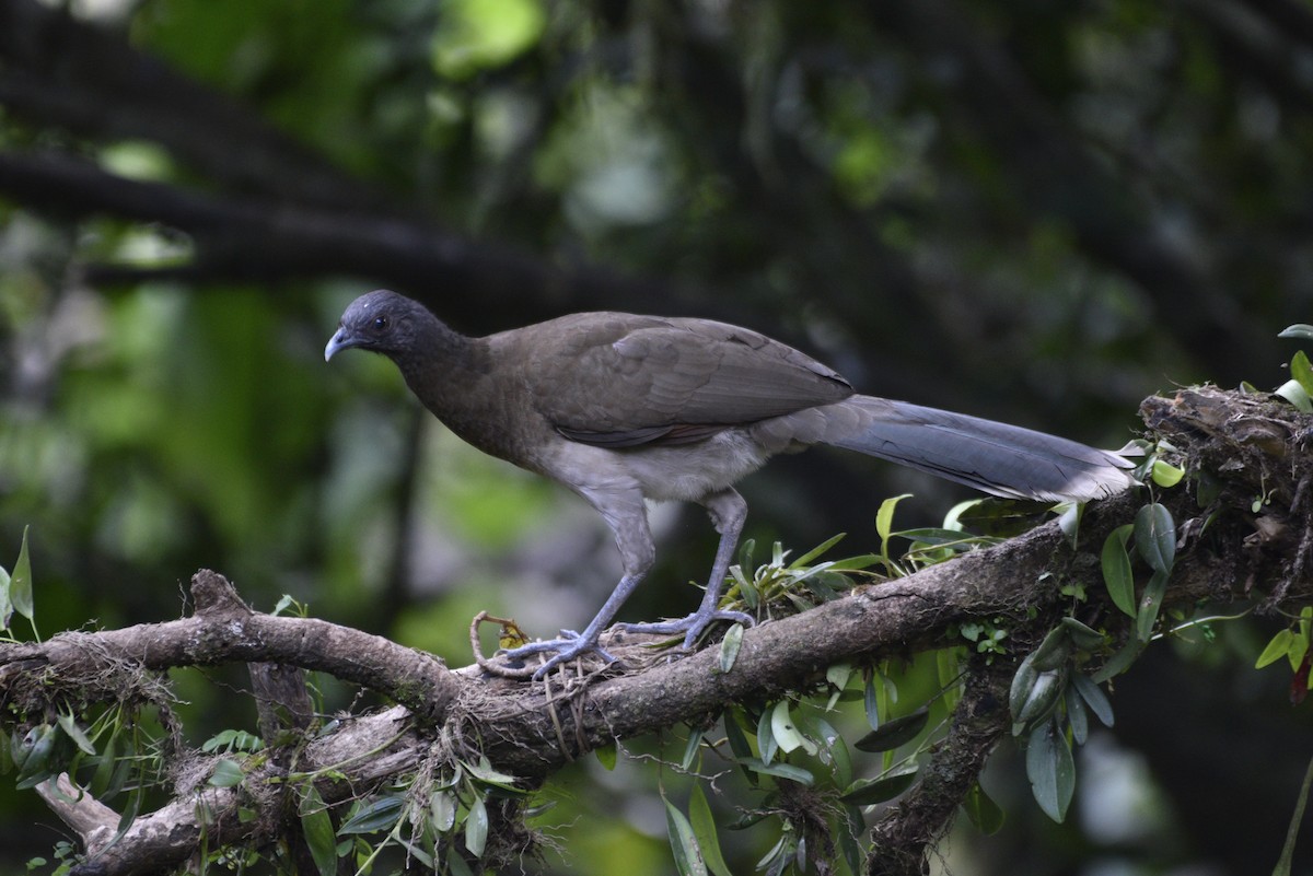 Gray-headed Chachalaca - ML647584484