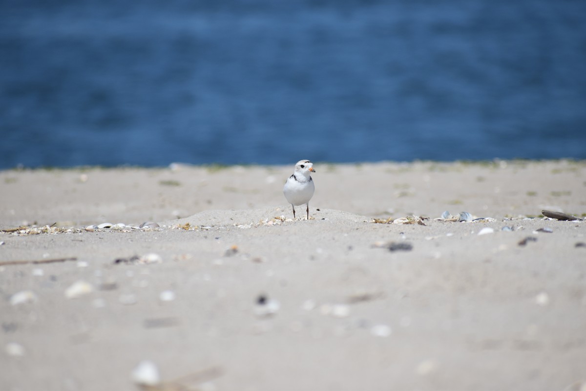 Islıkçı Cılıbıt - ML647584487