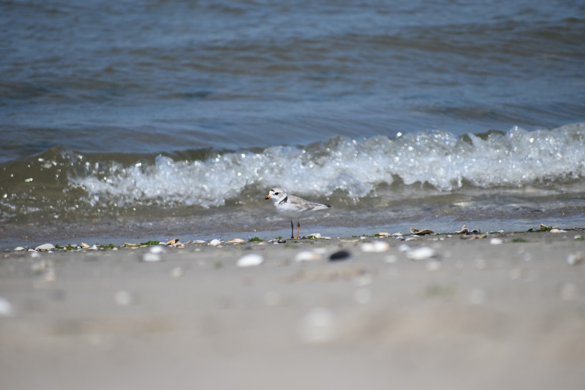 Islıkçı Cılıbıt - ML647584508