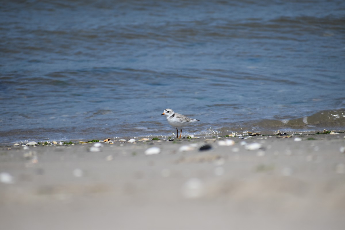 Islıkçı Cılıbıt - ML647584511