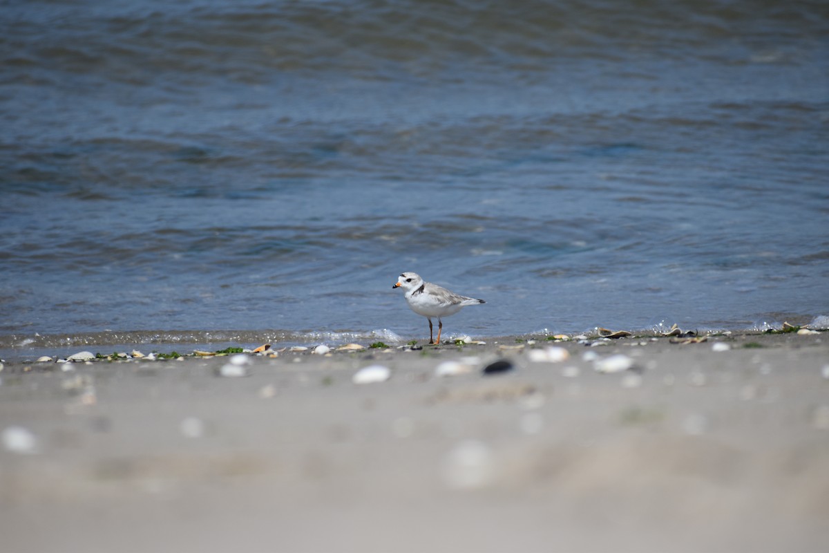 Islıkçı Cılıbıt - ML647584519