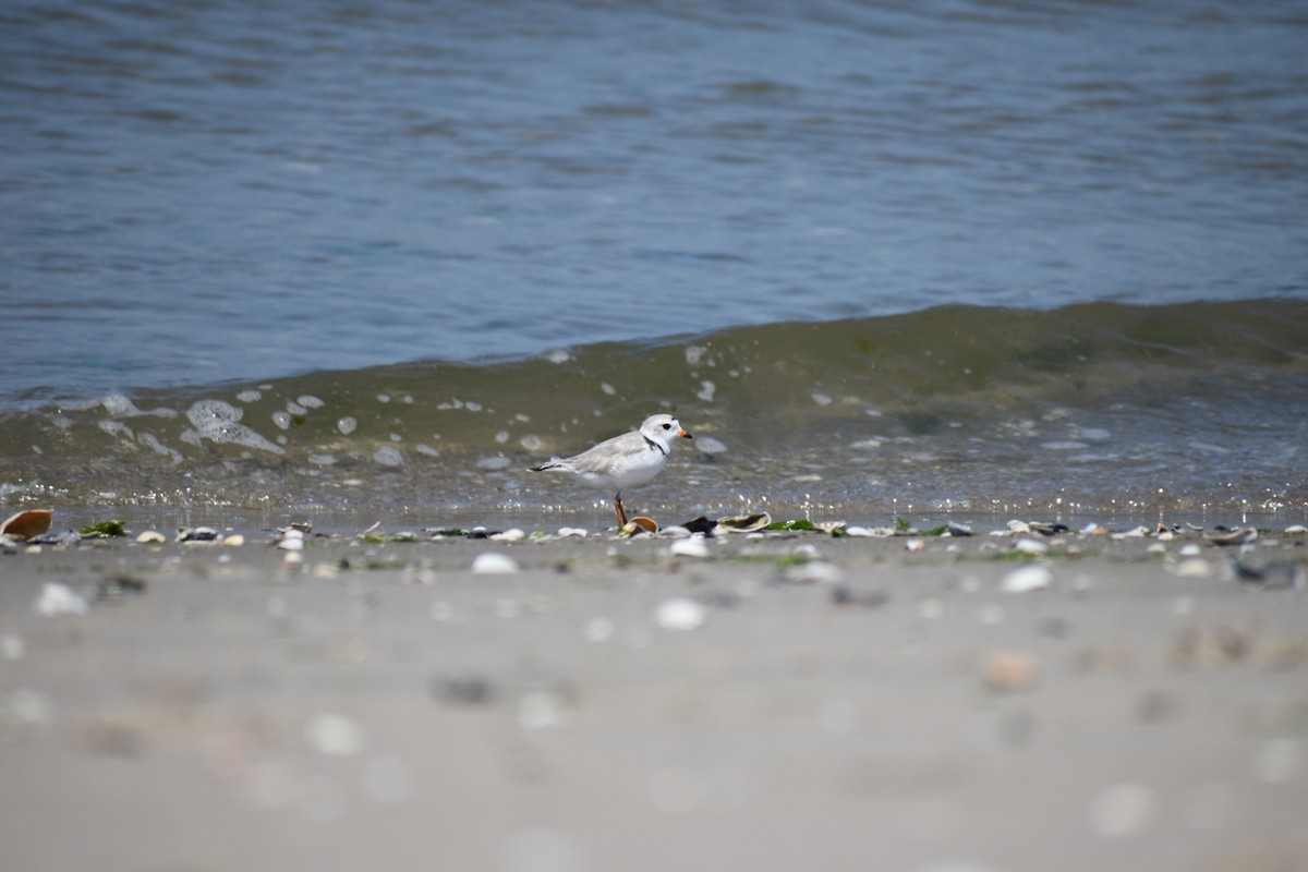 Islıkçı Cılıbıt - ML647584523